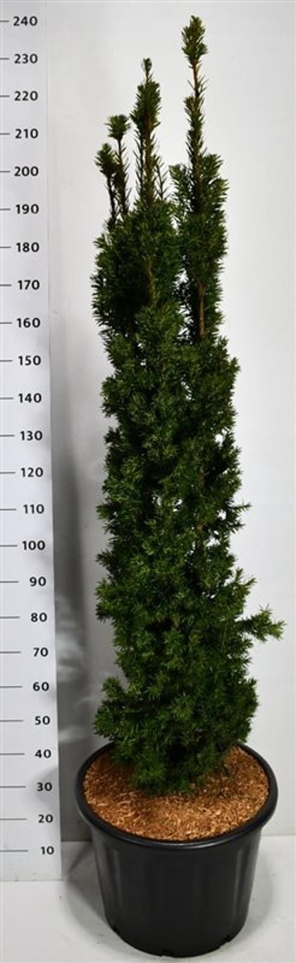 Taxus media 'Viridis'