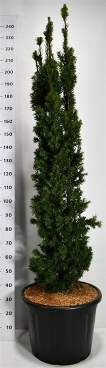 Taxus media 'Viridis'