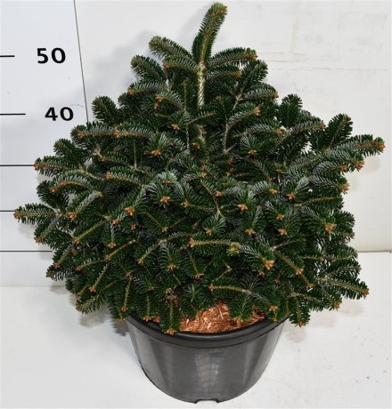 Abies nordm. 'Dobrichovice'