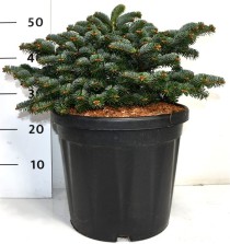 Abies nordm. 'Dobrichovice'