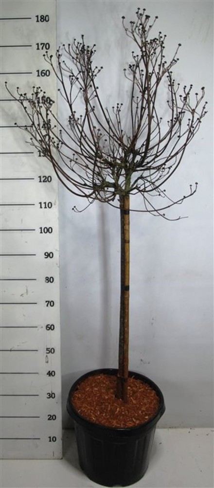 Cornus florida rubra