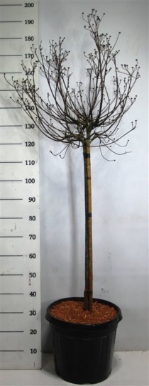 Cornus florida rubra