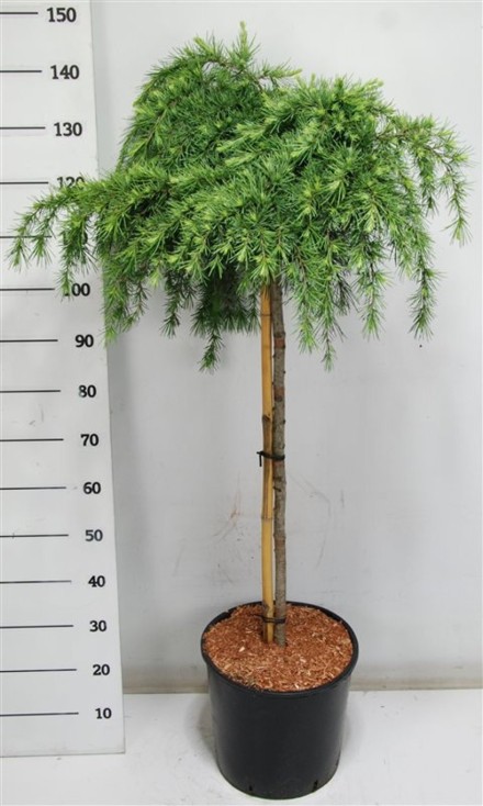 Cedrus deod. 'Feelin' Blue'