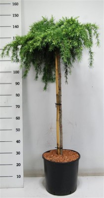 Cedrus deod. 'Feelin' Blue'