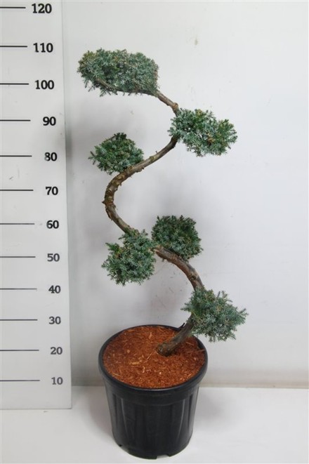 Juniperus chin. 'Blue Alps'