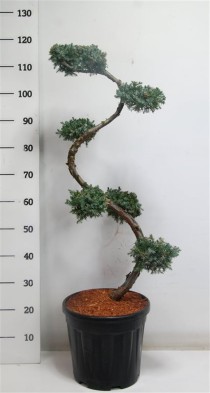 Juniperus chin. 'Blue Alps'