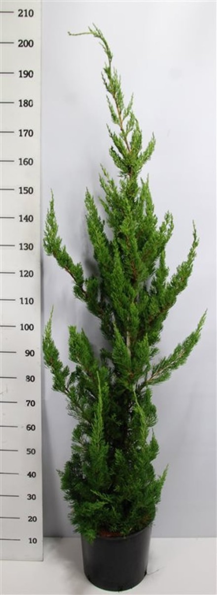 Juniperus chin. 'Kaizuka'