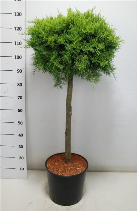 Juniperus pf. 'Old Gold'