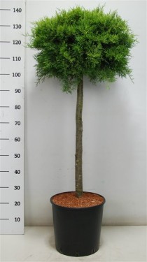 Juniperus pf. 'Old Gold'