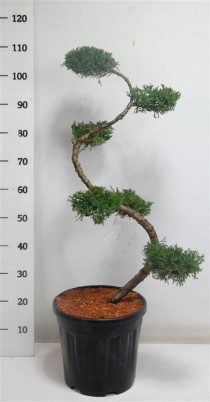 Juniperus pf. 'Pfitzeriana Aurea'