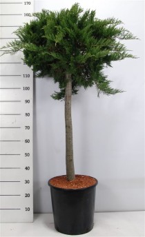 Juniperus sabina 'Tamariscifolia'