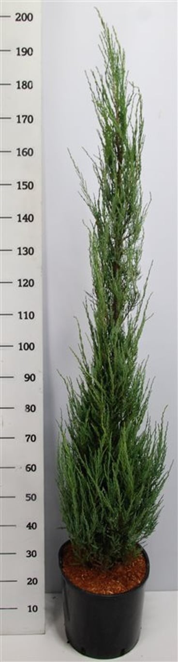 Juniperus s. 'Blue Arrow'