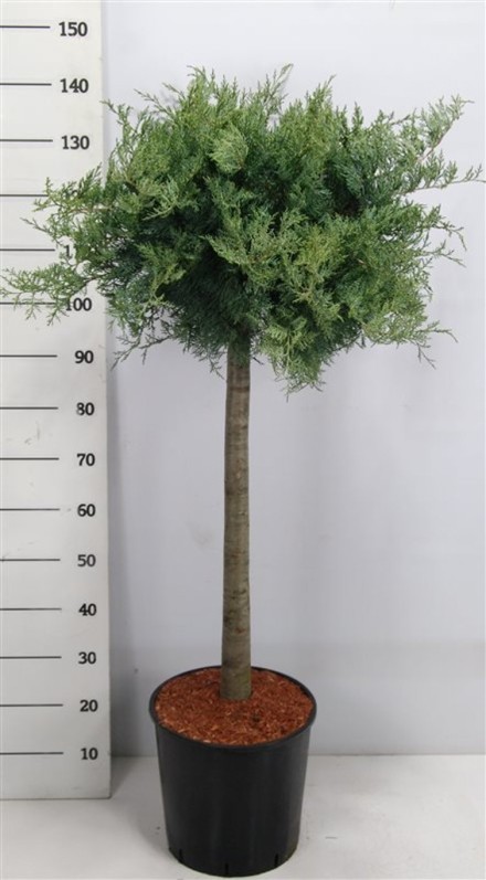 Juniperus virg. 'Grey Owl'