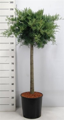 Juniperus virg. 'Grey Owl'