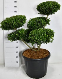 Ilex crenata 'Green Hedge'