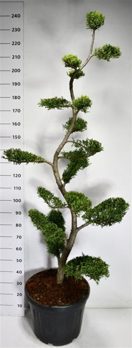 Cupressocyparis l. 'Castlewellan Gold'