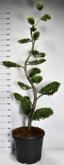 Cupressocyparis l. 'Castlewellan Gold'