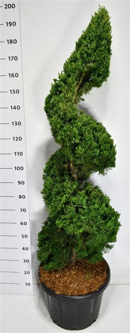 Juniperus chin. 'Kaizuka'
