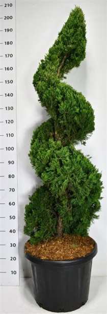 Juniperus chin. 'Kaizuka'