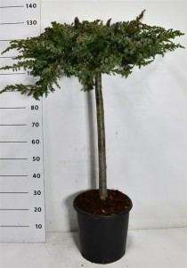 Juniperus conferta 'Schlager'