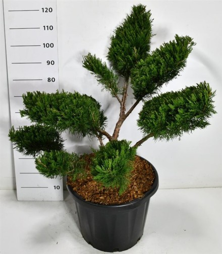 Juniperus pfitzeriana 'Mint Julep'