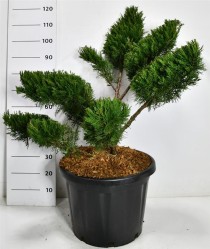 Juniperus pfitzeriana 'Mint Julep'