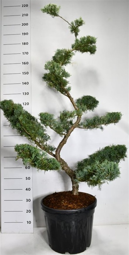 Juniperus virg. 'Grey Owl'
