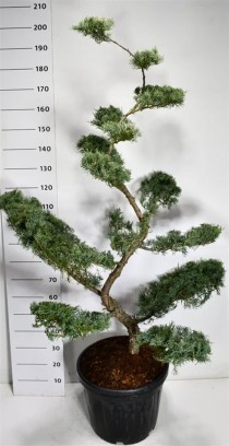 Juniperus virg. 'Grey Owl'