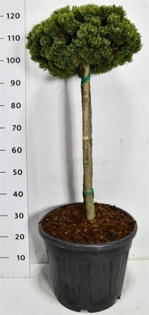 Pinus mugo 'Sherwood Compact'