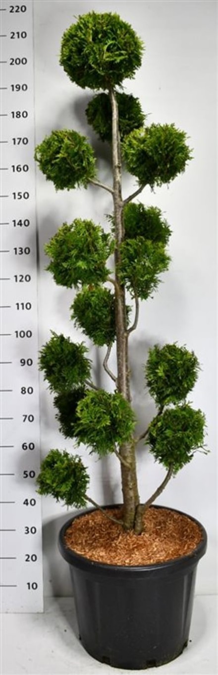 Thuja occ. 'Golden Brabant'