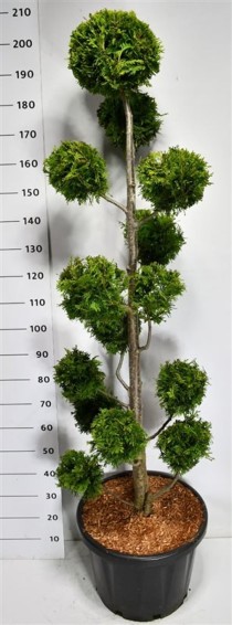 Thuja occ. 'Golden Brabant'