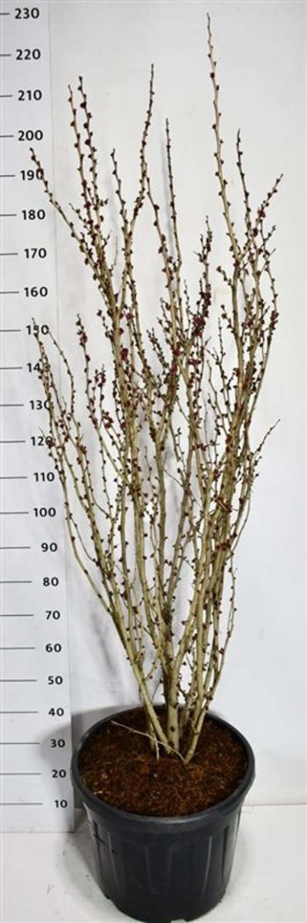 Cercis chinensis 'Avondale'