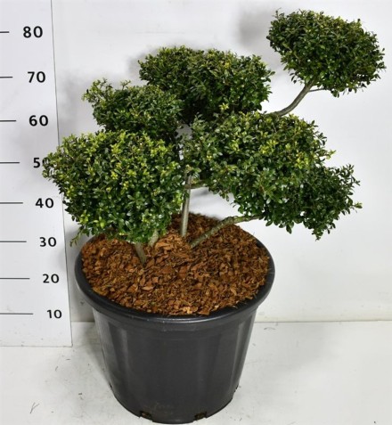 Ilex crenata 'Stokes'