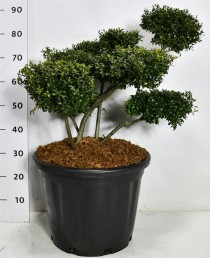 Ilex crenata 'Stokes'