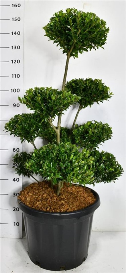 Ilex maximowicziana kanehirae