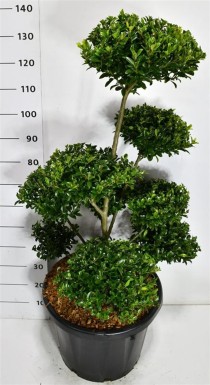 Ilex maximowicziana kanehirae