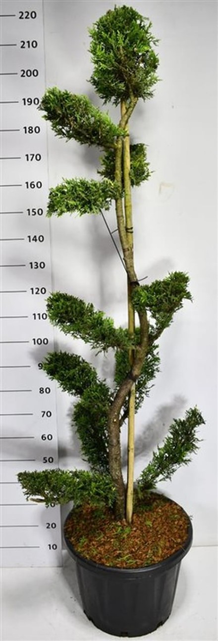 Cupressocyparis l. 'Castlewellan Gold'