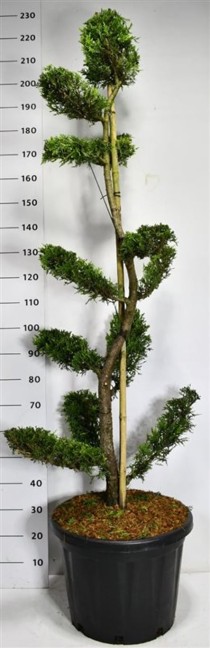 Cupressocyparis l. 'Castlewellan Gold'