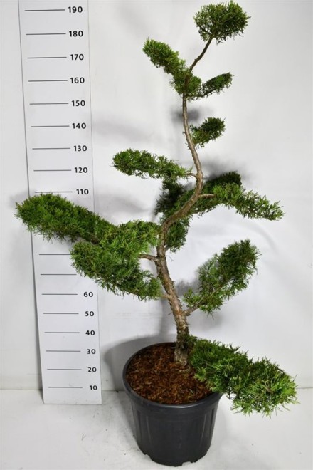 Juniperus pf. 'Pfitzeriana Aurea'