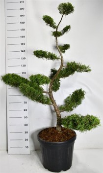Juniperus pf. 'Pfitzeriana Aurea'
