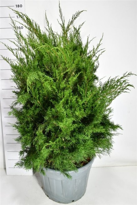 Juniperus pfitzeriana 'Mint Julep'