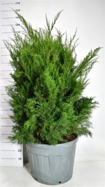 Juniperus pfitzeriana 'Mint Julep'