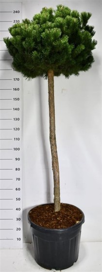 Pinus mugo 'Gnom'
