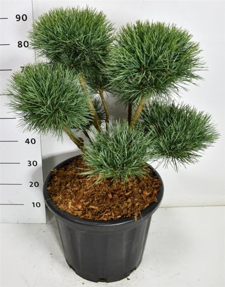 Pinus sylvestris 'Watereri'