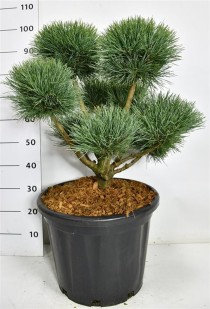Pinus sylvestris 'Watereri'