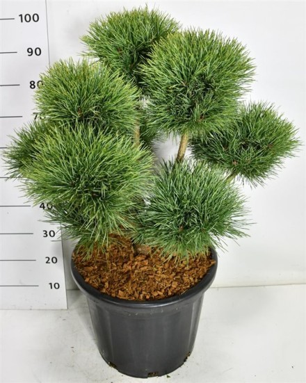 Pinus sylvestris 'Watereri'
