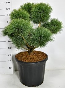 Pinus sylvestris 'Watereri'
