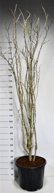 Cercis chinensis 'Shirobana'