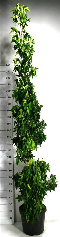 Liquidambar s. 'SlenderSilhouette'