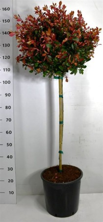 Photinia fraseri 'Little Red Robin'